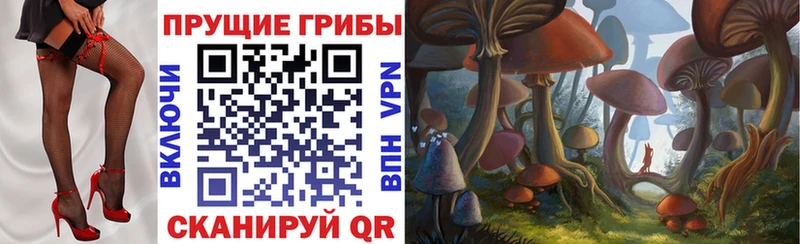 Купить  Белокуриха  Псилоцибиновые грибы Psilocybine cubensis 